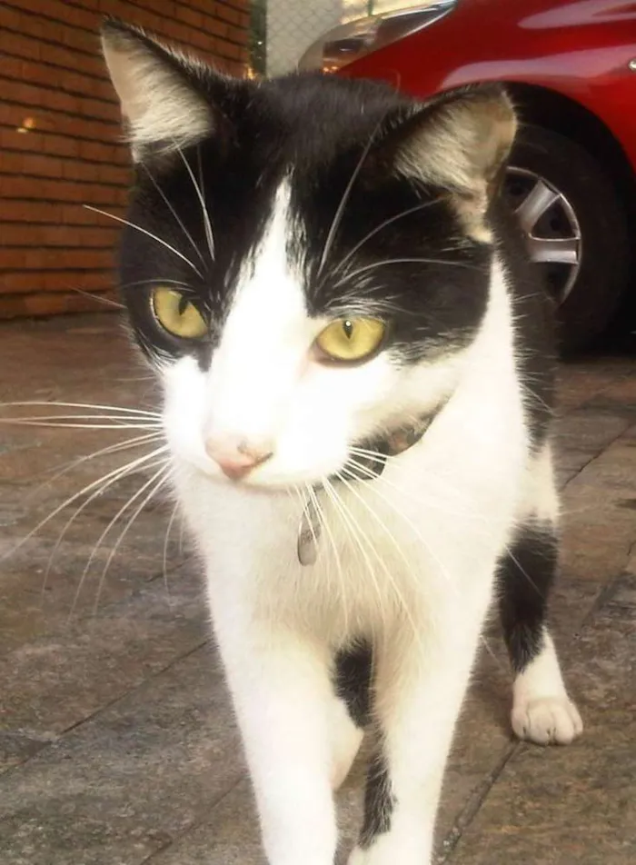 Gato ra a vira-lata idade 5 anos nome Lola GRATIFICA