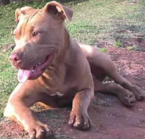 Cachorro raça Pitbull rednose idade 2 anos nome Pandora
