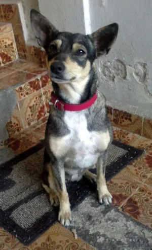 Cachorro raça SRD idade 1 ano nome Neguinha
