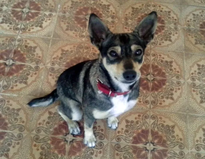 Cachorro ra a SRD idade 1 ano nome Neguinha