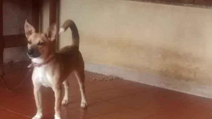 Cachorro raça misturada idade 7 a 11 meses nome Quiara