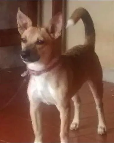 Cachorro raça misturada idade 7 a 11 meses nome Quiara