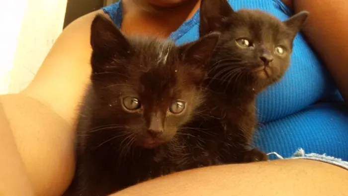 Gato ra a Doméstica idade 2 a 6 meses nome Preta e Pretinha