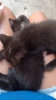 Preta e Pretinha