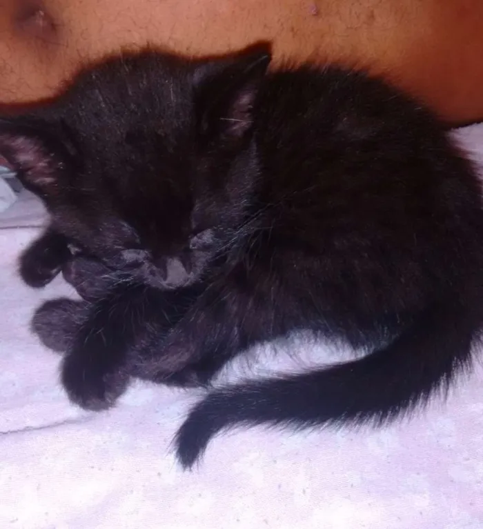 Gato ra a Doméstica idade 2 a 6 meses nome Preta e Pretinha