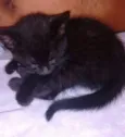 Preta e Pretinha