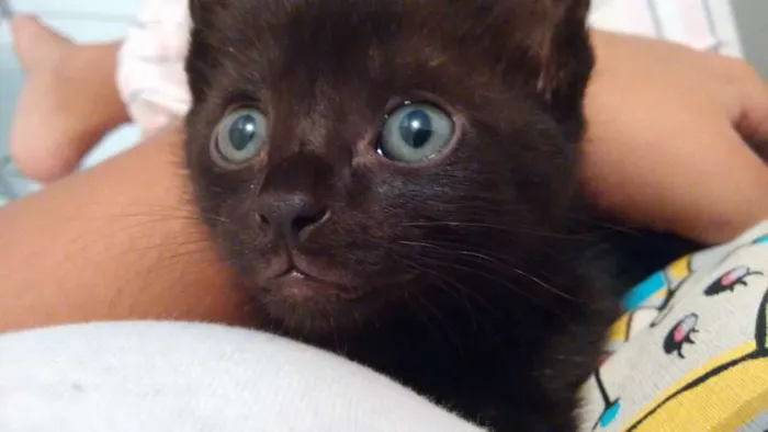 Gato ra a Doméstica idade 2 a 6 meses nome Preta e Pretinha