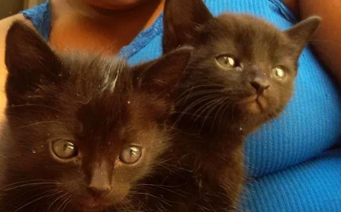 Gato ra a Doméstica idade 2 a 6 meses nome Preta e Pretinha