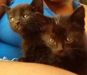 Gato raça Doméstica idade 2 a 6 meses nome Preta e Pretinha
