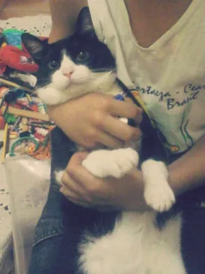 Gato raça SRD idade 7 a 11 meses nome Frodo