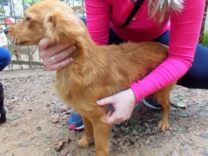 Cachorro raça SRD idade 3 anos nome PITOCA