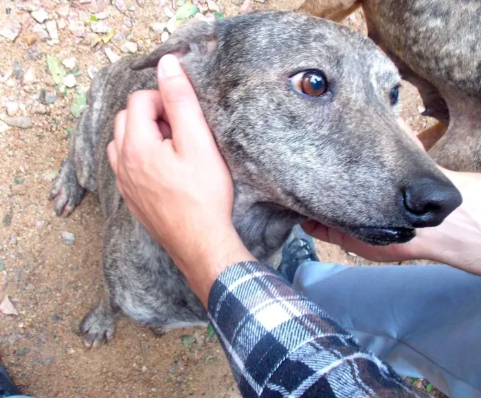 Cachorro ra a SRD idade 5 anos nome FALABU