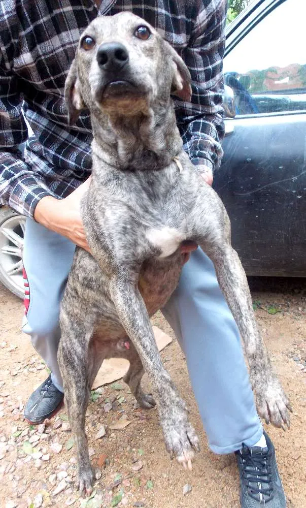 Cachorro ra a SRD idade 5 anos nome FALABU