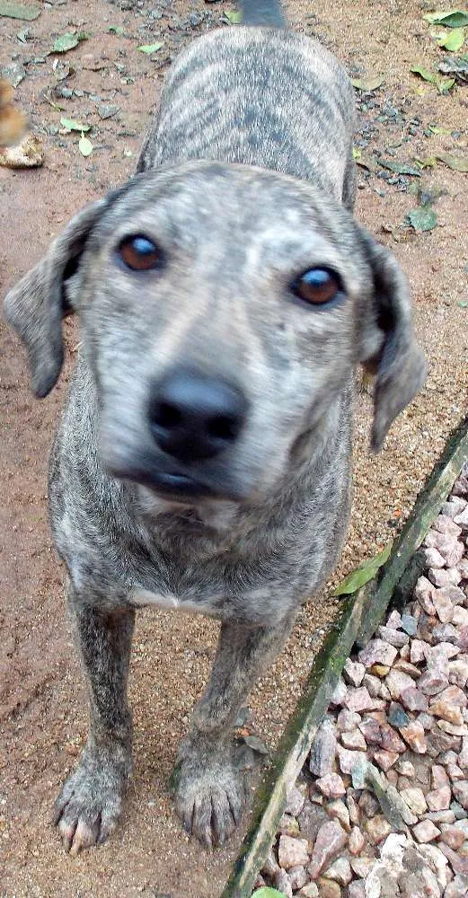 Cachorro ra a SRD idade 5 anos nome FALABU
