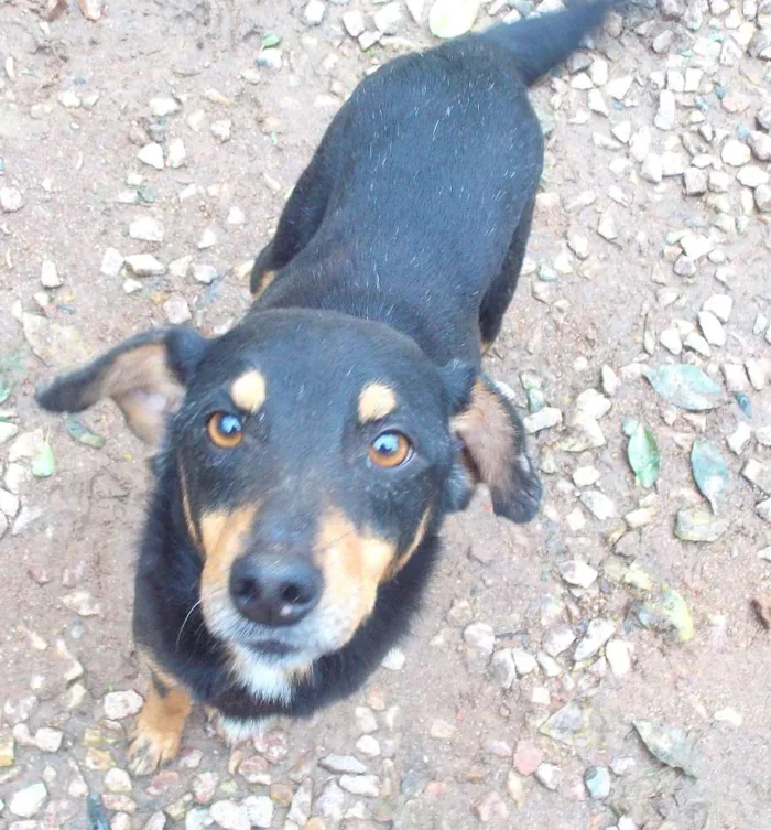 Cachorro ra a SRD idade 3 anos nome TUTA