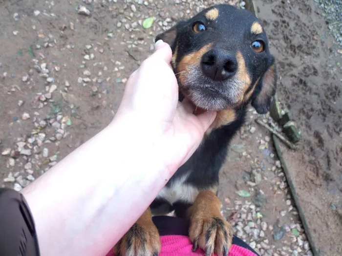 Cachorro ra a SRD idade 3 anos nome TUTA