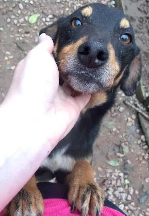 Cachorro raça SRD idade 3 anos nome TUTA