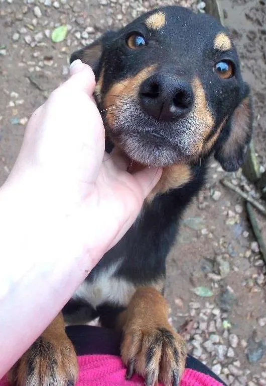 Cachorro ra a SRD idade 3 anos nome TUTA