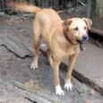 CIDA