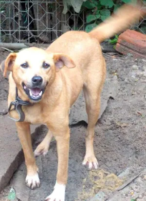 Cachorro raça SRD idade 5 anos nome CIDA