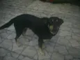 Lua