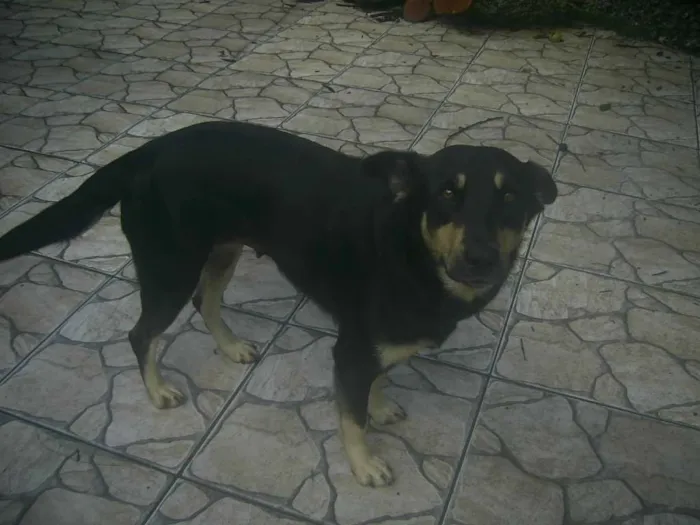 Cachorro raça Rottweiler e pastor alemão idade 3 anos nome Lua