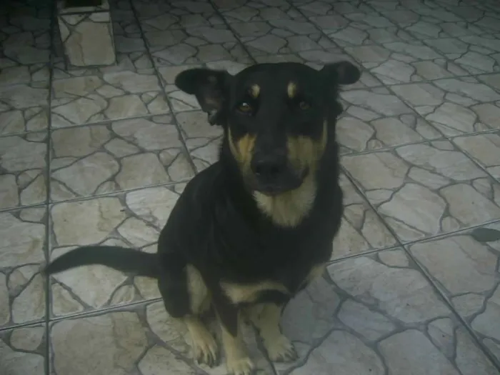 Cachorro raça Rottweiler e pastor alemão idade 3 anos nome Lua