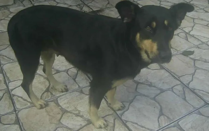 Cachorro raça Rottweiler e pastor alemão idade 3 anos nome Lua
