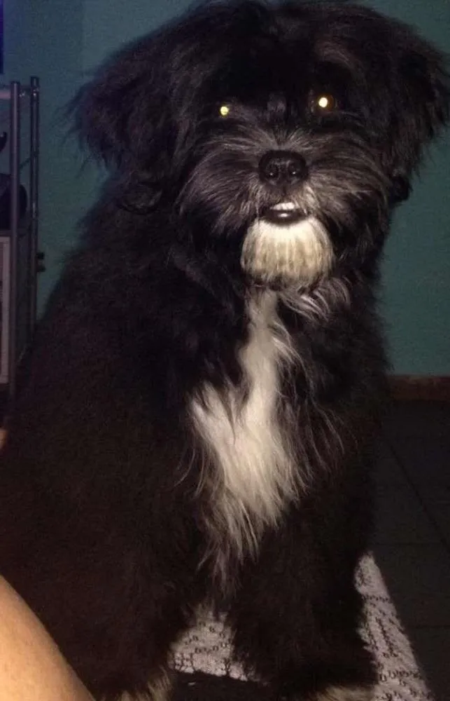 Cachorro ra a nd idade 2 a 6 meses nome Kiara