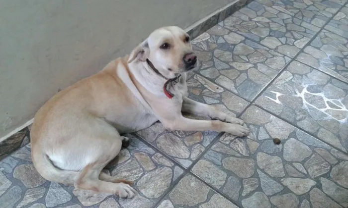 Cachorro ra a Labrador idade 3 anos nome jully