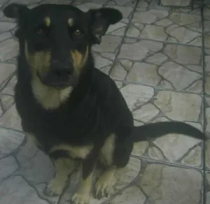 Cachorro raça Rottweiler e pastor alemão idade 3 anos nome Lua
