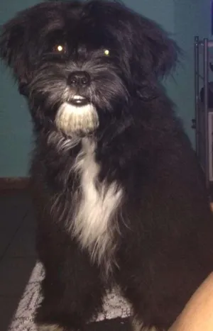 Cachorro raça nd idade 2 a 6 meses nome Kiara