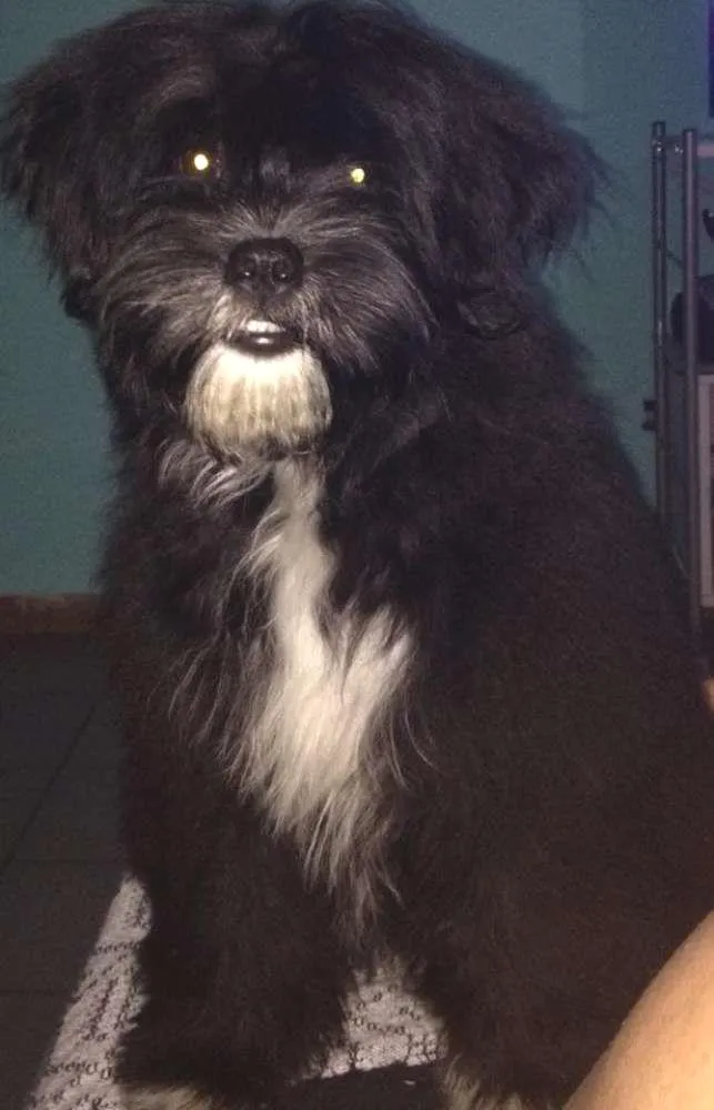 Cachorro ra a nd idade 2 a 6 meses nome Kiara