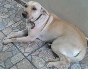 Cachorro raça Labrador idade 3 anos nome jully