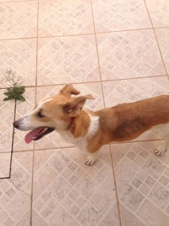 Cachorro raça Mestiça idade 2 anos nome Nina