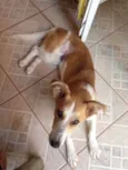Nina