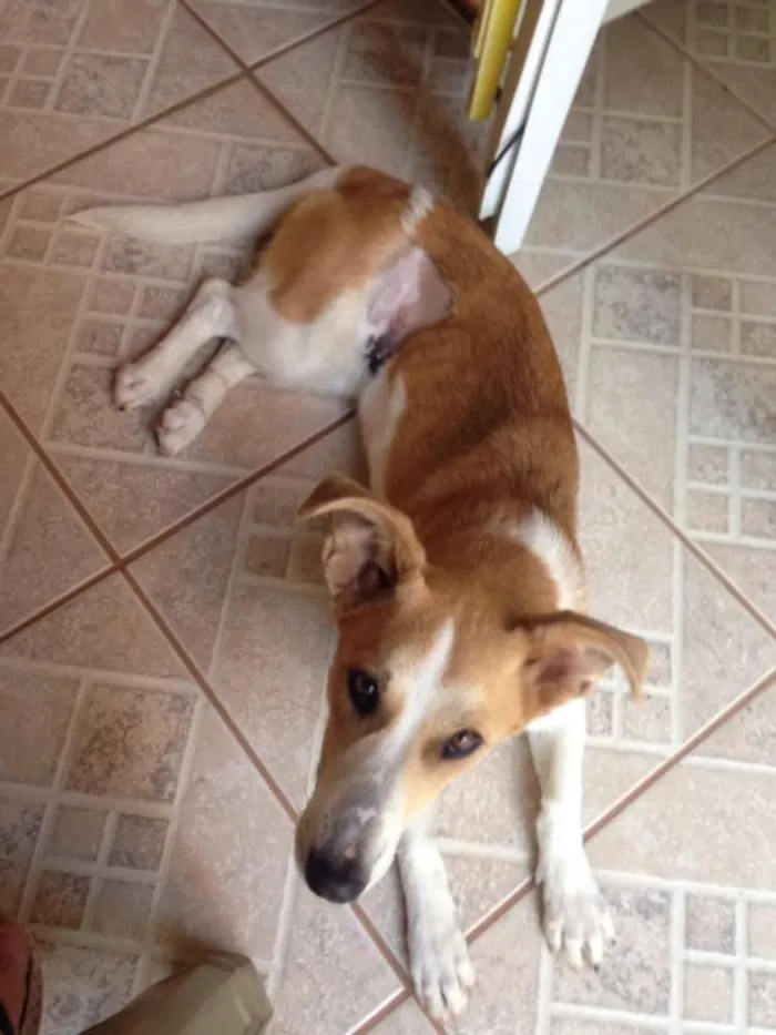 Cachorro raça Mestiça idade 2 anos nome Nina