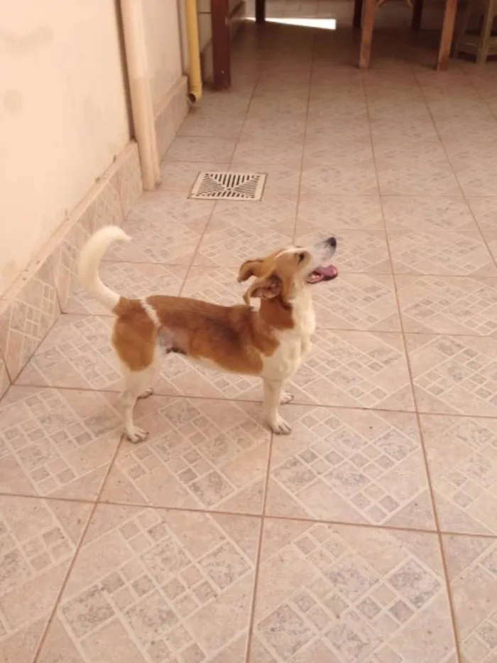 Cachorro raça Mestiça idade 2 anos nome Nina