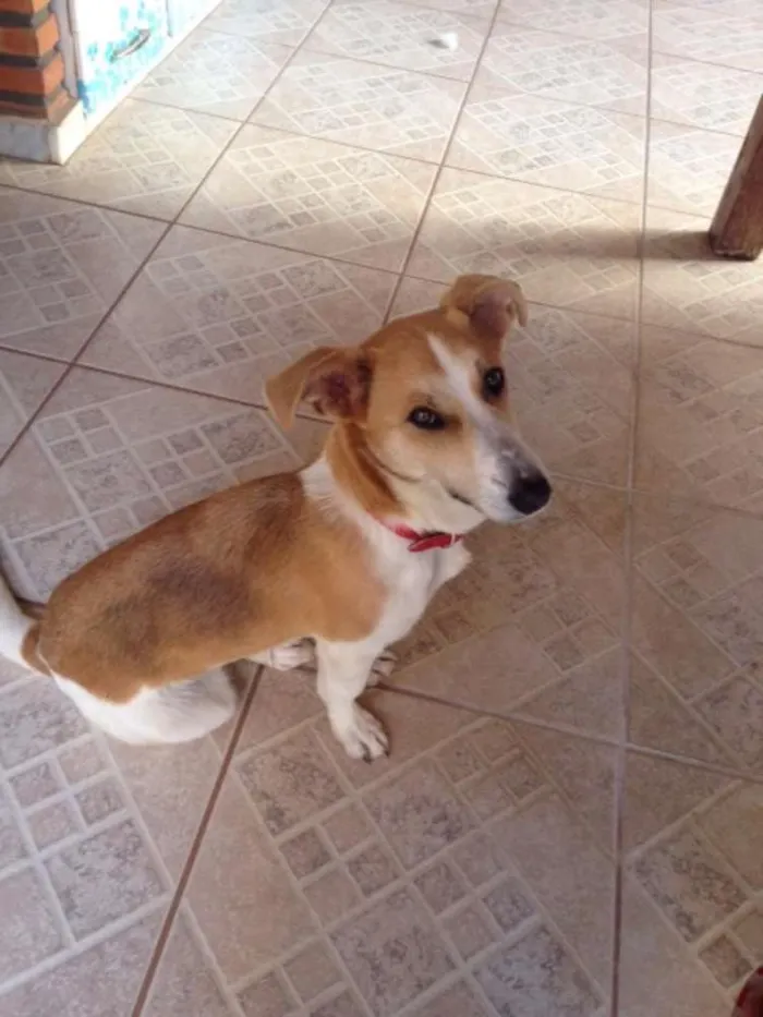 Cachorro raça Mestiça idade 2 anos nome Nina