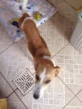 Nina