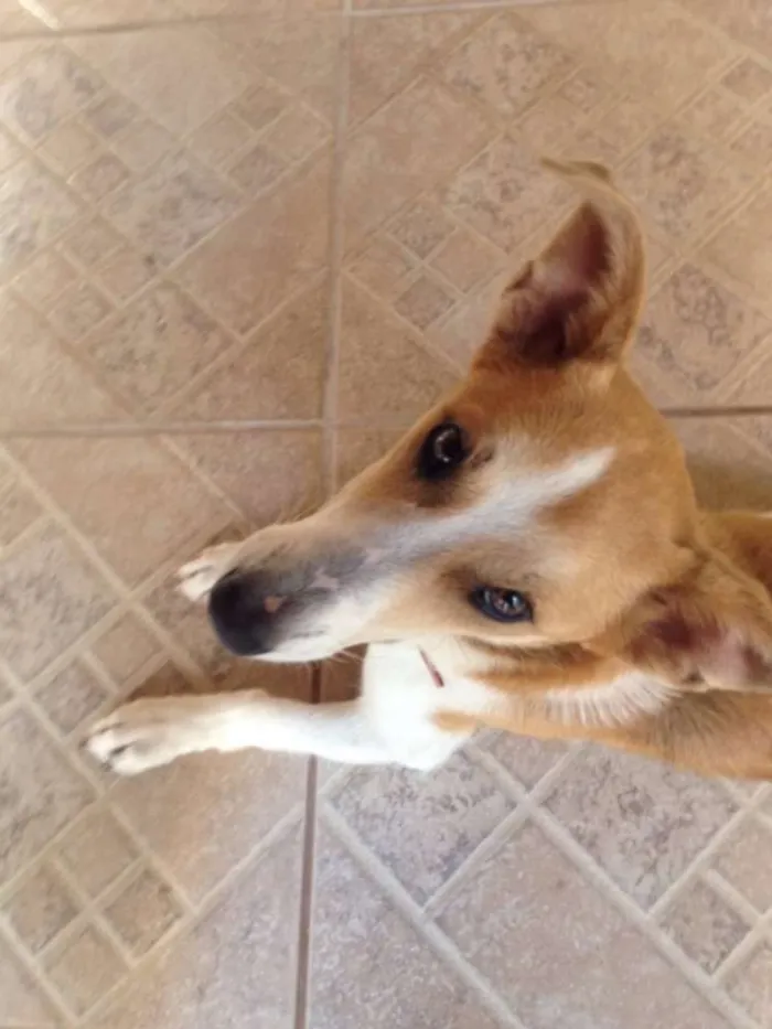 Cachorro raça Mestiça idade 2 anos nome Nina