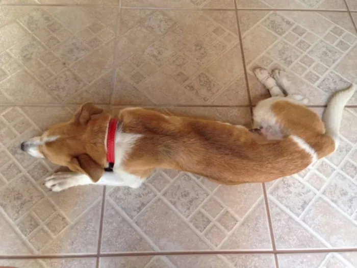 Cachorro raça Mestiça idade 2 anos nome Nina