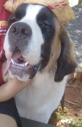 Cachorro ra a são bernardo idade 1 ano nome Aisha