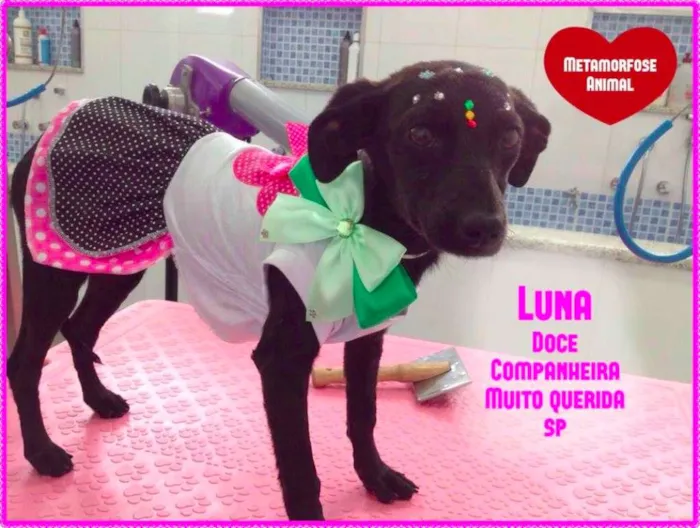 Cachorro ra a SRD idade 1 ano nome Lunna