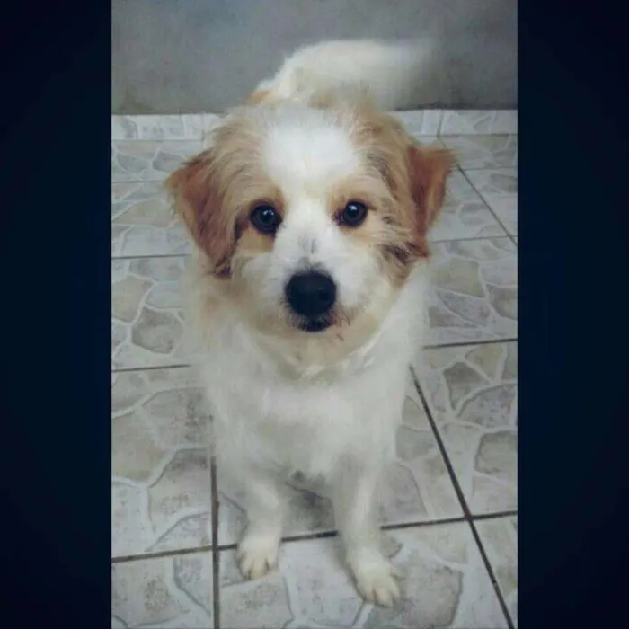 Cachorro ra a Vira-Lata idade 2 anos nome Mulanbo