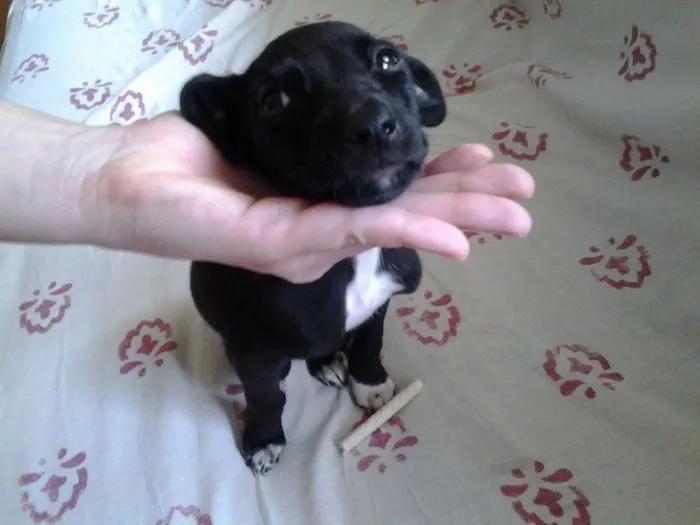 Cachorro ra a Vira-latas idade Abaixo de 2 meses nome Neymar