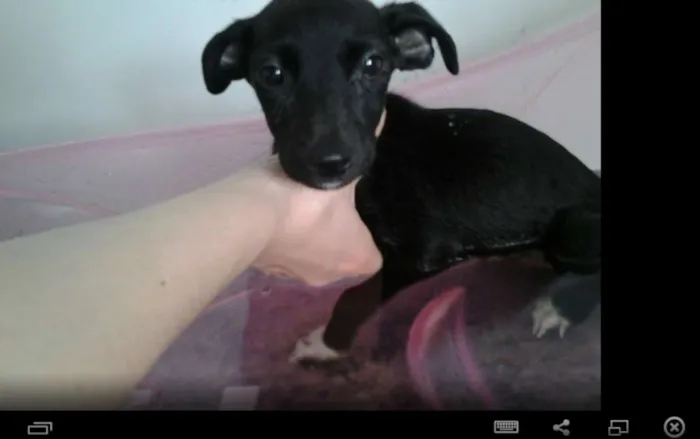 Cachorro ra a Vira-latas idade Abaixo de 2 meses nome Neymar