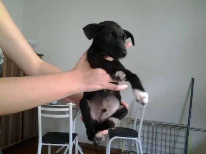 Cachorro ra a Vira-latas idade Abaixo de 2 meses nome Neymar