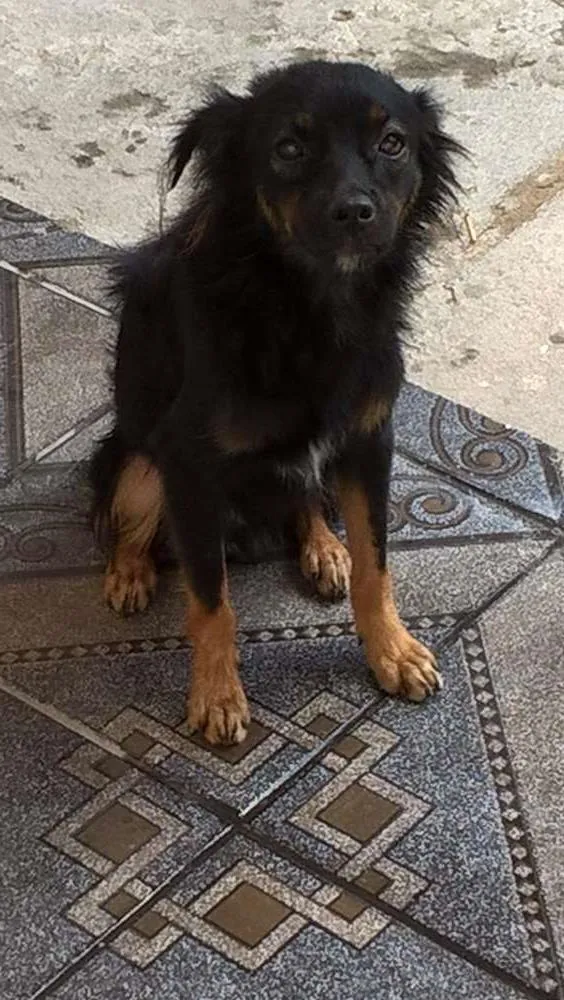 Cachorro raça Vira Lata idade 1 ano nome Varetinha