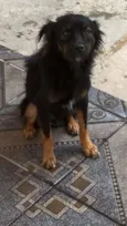 Varetinha